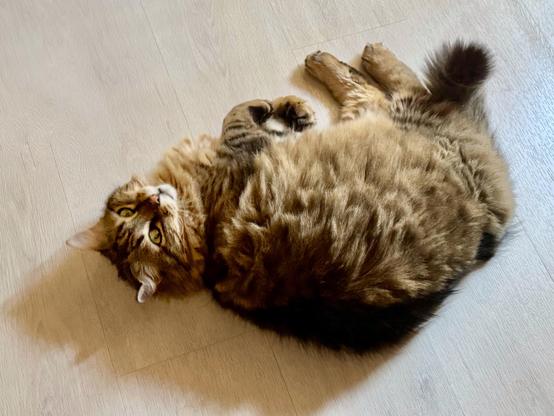 A fluffy tabby cat lays on a light-colored floor, looking up with big green eyes, looking a bit surprised.