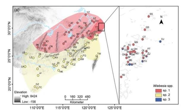 Current genetic structure of the three cryptic species in W. pumilae