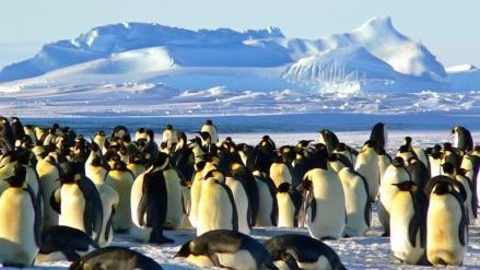 Penguin colony on Heard Island.