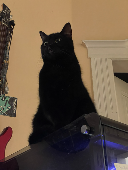 A black cat (Jiji) sitting up high, illuminated from below.