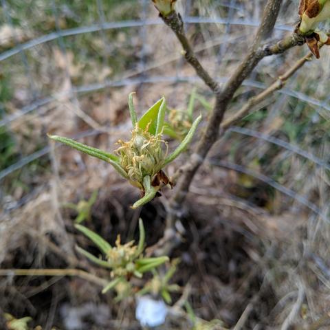A photo showing likely flower buds on a Comice pear tree. There are skinny pointy leaves and some bigger ones with a cluster of squiggly twisted yellow and light green things in the middle.