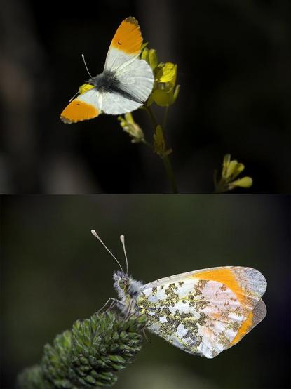 Fotografías de un macho de la mariposa Anthocharis cardamines