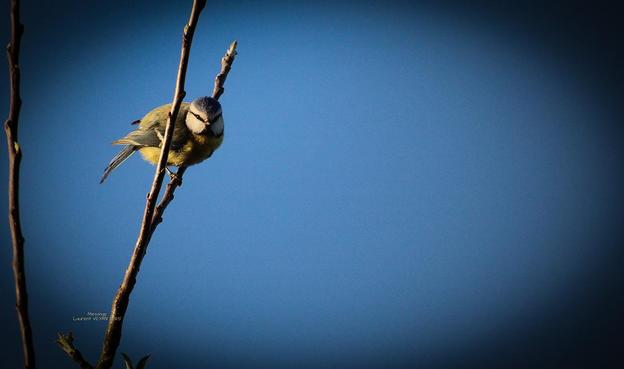 mésange dans un arbre
