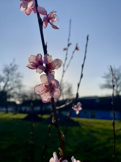 A close-up of pink blossoms on a branch against a clear blue sky, with a green background displaying trees and grass.