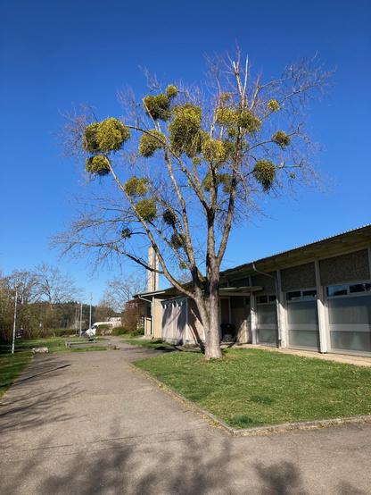 Ein stark von Misteln besetzter Baum vor einer Sporthalle bei strahlend blauem Himmel.