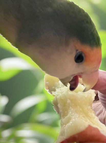 A close-up of a bird, likely a lovebird, eating a piece of fruit, held in a person's hand. The background features green foliage.