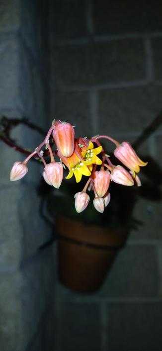 AltText en siguientes posts.