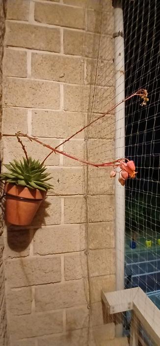 AltText modificado en siguientes posts.