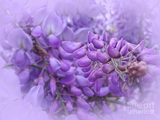 My photograph captured near my home in the north of Sydney. By Kaye Menner Photography.

Wisteria (also spelled Wistaria or Wysteria) is a genus of flowering plants in the pea family, Fabaceae, that includes ten species of woody climbing vines native to the Eastern United States and to China, Korea, and Japan. Some species are popular ornamental plants, especially in China and Japan.
[from Wikipedia]

THE FINE ART AMERICA LOGO WILL NOT APPEAR ON PURCHASED PRINTS OR PRODUCTS. 