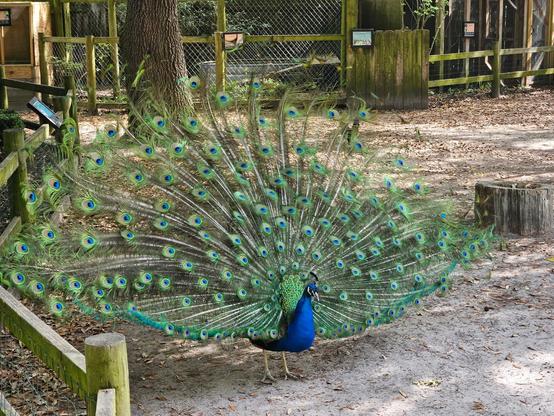 Peacock with all of his lovely tail feathers on display.