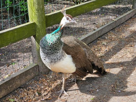 Lovely peacock, unsure of us humans.
