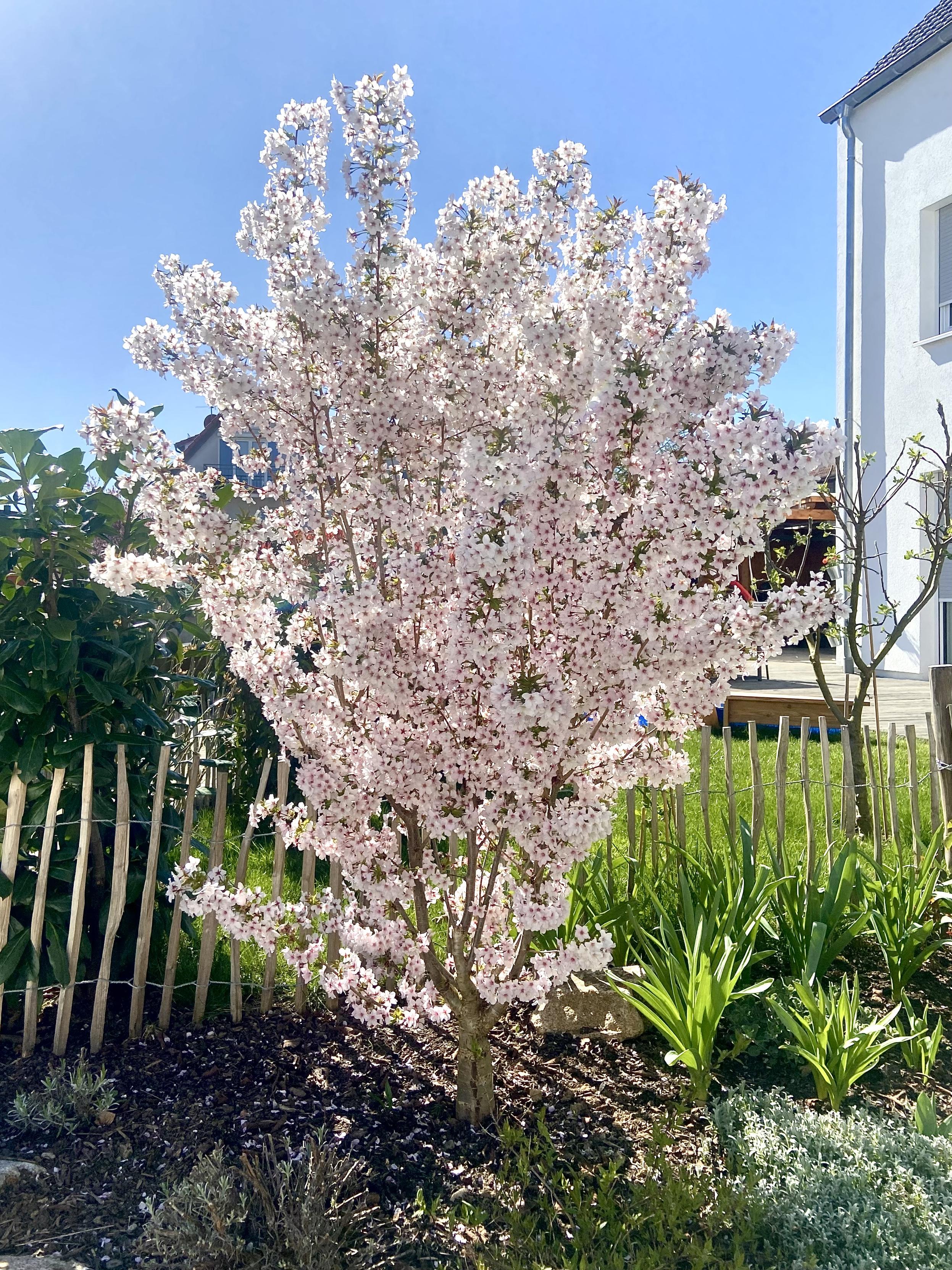 Actually, I took that photo a few days ago. That’s how that tree looks today… 🤯🌸