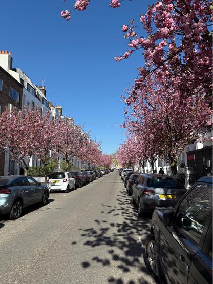 A street in Kensington and Chelsea London with pink cherry blossom trees in full bloom on either side with a blue sky above. 