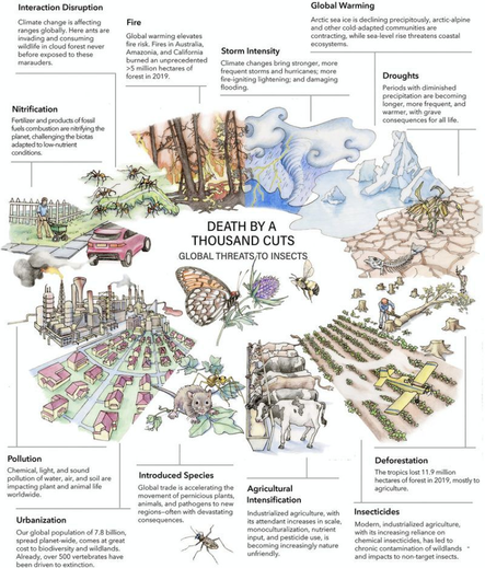 Despite their importance for hashtag#biodiversity, insects are often overlooked and are declining at an unprecedented rate. 🦋🐝🪰
Find out more about the global threats to insects.
via Virginia R. Wagner (2021