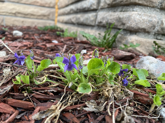 Wild violets grow out of wood chips