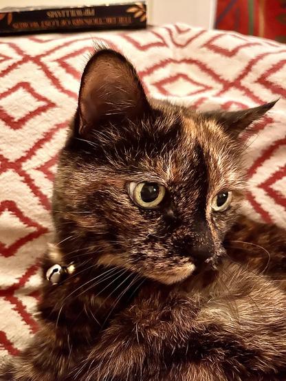 An old tortoiseshell cat spots slumber trouble while minding her own business on the sofa.