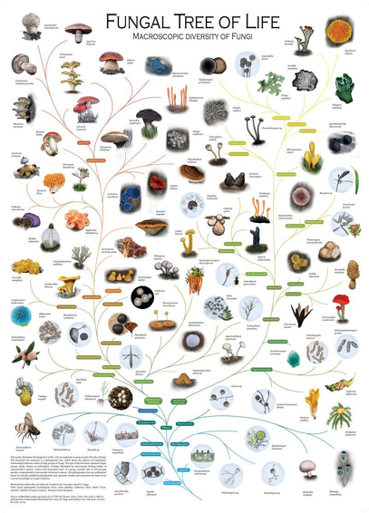 mall, fascinating, and beautiful, fungi are essential components of
hashtag#biodiversity, just like animals and plants.

Their critical role in nutrient cycling and improving plant nutrition makes ecosystems healthy and sustainable. ❤️🍄🌍

Explore the fungal tree of life and find out how many fungi you can identify.
