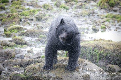 A black bear shakes its body after coming out of the water and disperses tiny water drops in the air. It looks at the camera. The background is the shore with rocks covered by green algae.