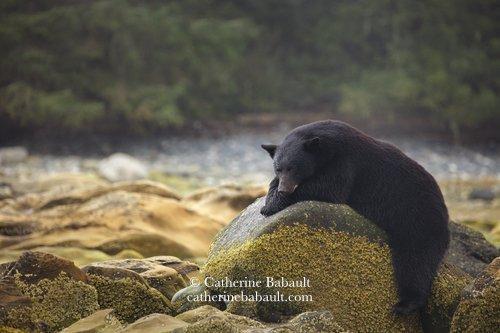 A well-fed black bear is taking a nap over a rounded boulder that it uses as a giant pillow. It is on the shore with sandstone, rocks and a forest in the background.