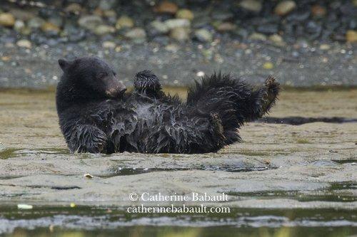 A young bear is rolling on its back in a puddle of mud, all four feet in the air. It looks like it's having fun!