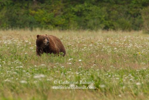 A chunky female grizzly bear grazing in a field of wildflowers. She is looking in the direction of her two cubs (not in the photo).