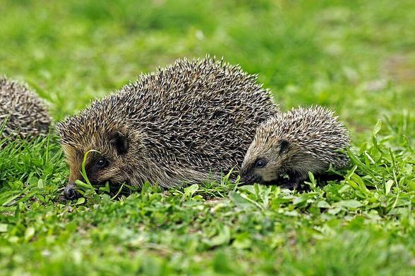 Hérisson adulte et son petit.
