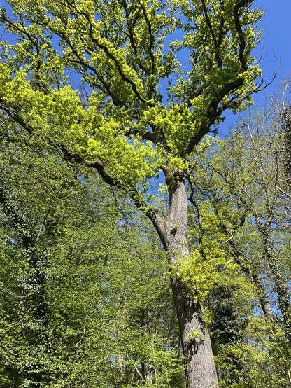 Krass grünes junges Laub ab einer Eiche im Wald.