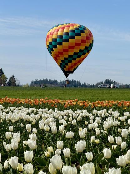 A colorful hot air balloon floats above a field of tulips, featuring white and orange flowers in the foreground. The sky is clear with some clouds, and trees are visible in the background.