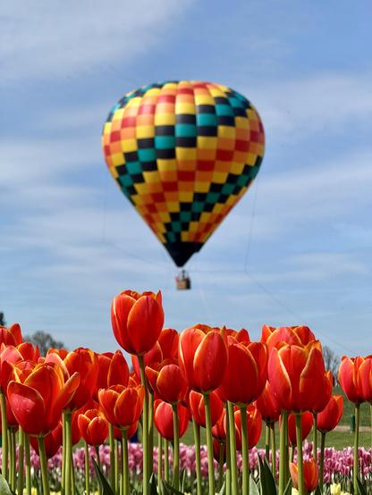 A colorful hot air balloon in the sky hovers above a field of vibrant red tulips, with pink tulips visible in the background under a blue sky.