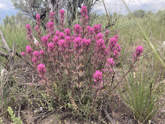 The bright magenta blooms of northwest paintbrush