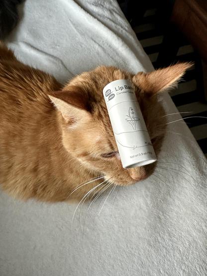 Photo 4
A tube of cardboard lip balm, resting on the head/face of Loki, an orange tabby cat sitting in the loaf position on a cream blanket. It was easier to get a photo with the lip balm on his head than it was to get one on his body where you could only see the lip balm surrounded by fur. No brain cells were moisturized in the taking of this photo. 