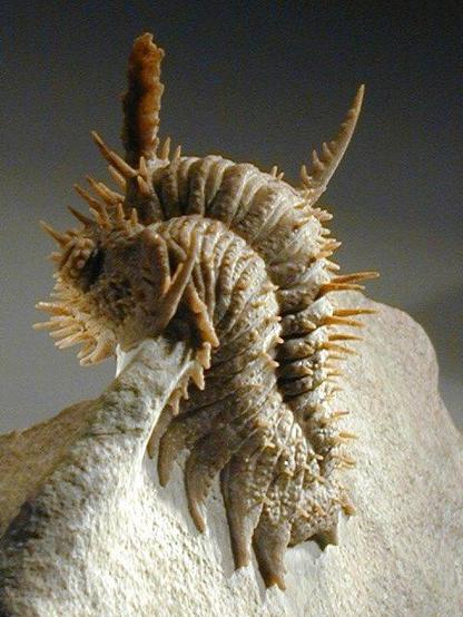 Trilobite cubierto de espinas y con un "cuerno" central sobre el cefalón.