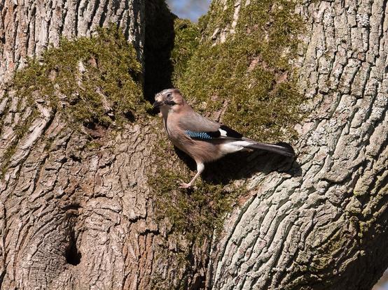 Ein Eichelhäher steht in der mit Moos bewachsenen Gabelung eines großen, dicken Baumes. Der Vogel ist komplett von der Seite zu sehen. Helles Sonnenlicht beleuchtet die Szene
A jay stands in the moss-covered fork of a large, thick tree. The bird is seen from the side. Bright sunlight illuminates the scene.
