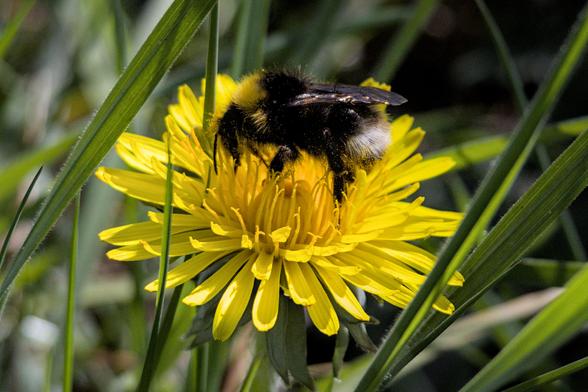 Bombus sylvestris, known as the forest cuckoo bumblebee or four-coloured cuckoo bee, is a species of cuckoo bumblebee, found in most of Europe and Russia. Its main hosts are Bombus pratorum, Bombus jonellus, and Bombus monticola. As a cuckoo bumblebee, Bombus sylvestris lays its eggs in another bumblebee's nest.