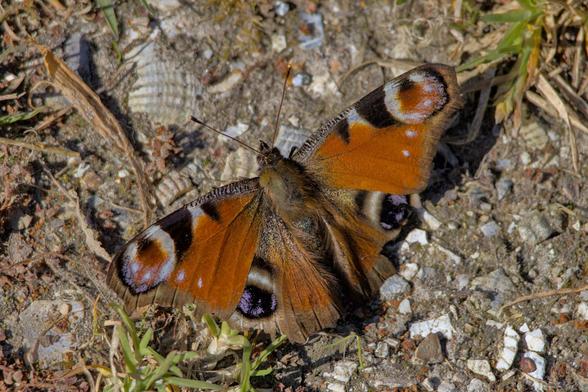 Aglais io, the European peacock, or the peacock butterfly, is a colourful butterfly, found in Europe and temperate Asia as far east as Japan. The peacock butterfly is resident in much of its range, often wintering in buildings or trees. It therefore often appears quite early in spring.