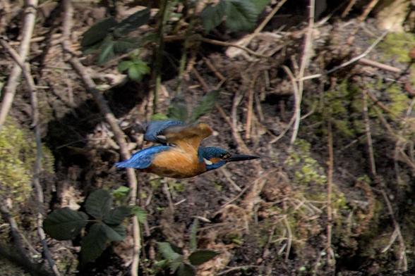 Common kingfisher (Alcedo atthis) flying to the right. 