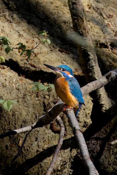 Common kingfisher (Alcedo atthis) perched on a branch. Its colors brightly illuminated by the afternoon sun. 