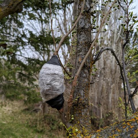 A photo showing a small limb on a plum tree that has had a blob of plastic and rubber added to it. What created this was freshly harvested sphagnum moss mixed with some dirt that came along with it and a little dirt and wood ash, then soaked in water. This was secured around the de-barked limb with some narrow plastic wrap and then it was covered with some wide plastic wrap to make 3 layers. The top and bottom was sealed with some splicing tape. The whole thing wrapped tight with narrow wrap, then more splicing tape on the ends. The goal is to retain the moisture of the sphagnum moss for a couple of months if it takes that long.