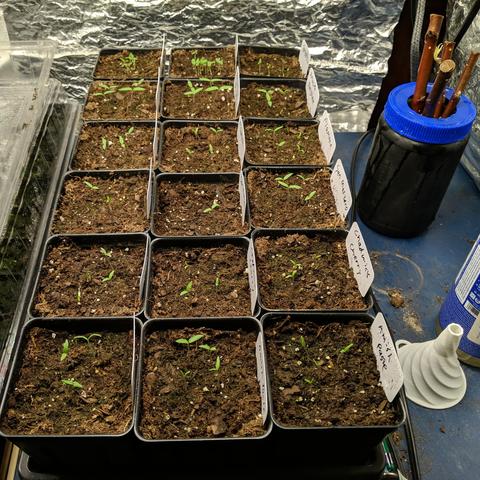 A photo of a plant tray with 18 square pots that have new seedlings growing in them. 15 are tomatoes and 3 are tomatillo. The varieties are Amish paste, Chadwick cherry, San Marzano, Flamme, Principe Borghese, and Rio Grande tomatillo. In the upper right is a black container with blue lid that has a hole in it with 4 pieces of apple scion wood sticking out. They have been in cold storage for a year and seem to be alive and have callused up on the end so they are in water to see if they make roots.