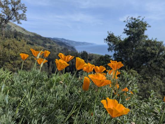 California poppies in the foreground and the Big Sur coastline in the background