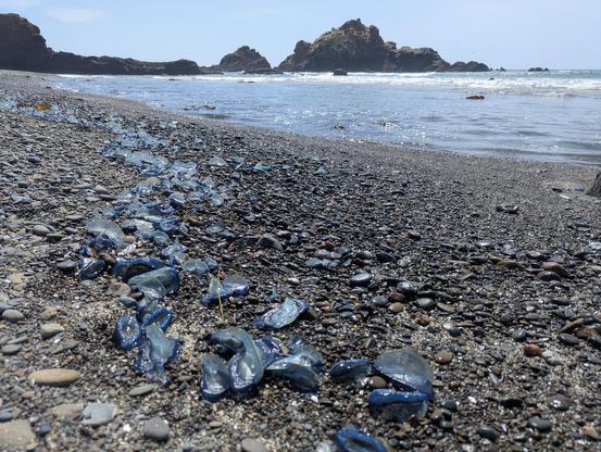 A beach covered in little blue sail jellies in Big Sur
