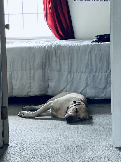 A yellow Labrador retriever dog sleep in the floor before a human’s bed. He is framed by the door. There is a window over the bed.  The dogs name is Henry. He is a very good boy. 
