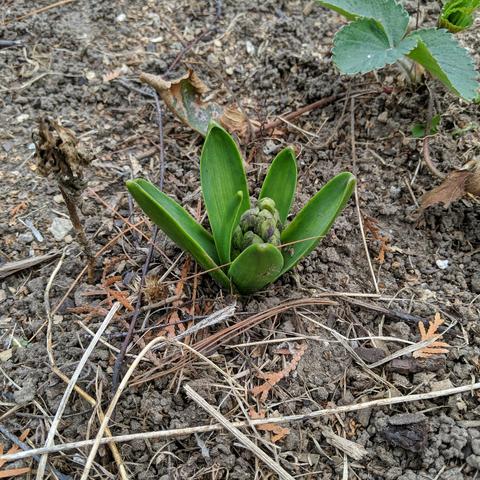 A photo showing a hyacinth plant growing. The flower stem with buds? is showing in the middle of  6 leaves. There is a strawberry runner in the upper right and some small mystery seedlings on the left side. The soil has been worked over by earthworms and has some scattered conifer needles and other flower and plant debris from last year on it.