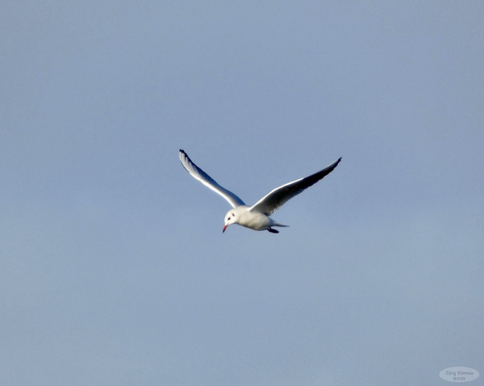 Das Bild zeigt eine einzelne Möwe im Flug vor einem einfarbigen, hellblauen Himmel. Die Möwe ist deutlich zu sehen und ihre Flügel sind ausgebreitet. Der Hintergrund ist schlicht und lenkt nicht von der Möwe ab.