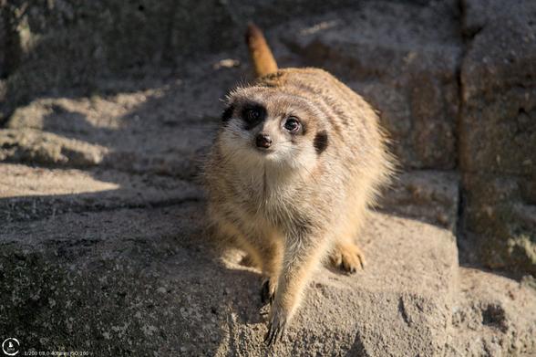 meerkat standing on a rock formation looking in the general direction of the camera with big round eyes