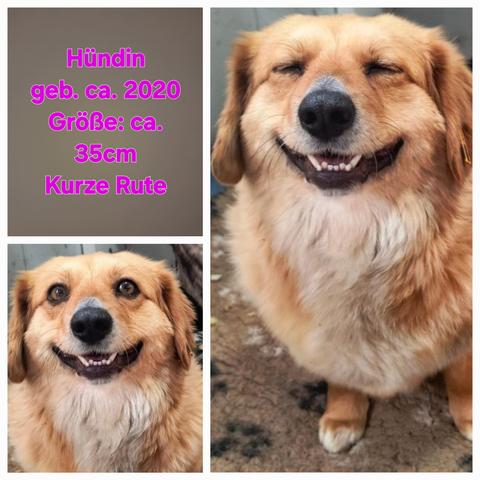 Hündin Sonrisa
Bild oben links ihre Merkmale 
Hündin
geb. ca. 2020
Größe: ca. 35cm
Überbiss (beeinträchtigt sie nicht, muss auch nichts gemacht werden)
Kurze Rute
zu dick (04/25)
Bild unten links 
Sonrisa lacht in die Kamera. 
Bild rechts 
Sonrisa lacht mit geschlossenen Augen in die Kamera