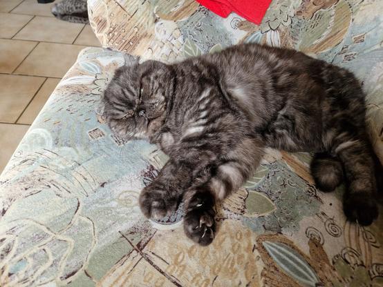 Flauschige dunkelbraungrauschwarze Katze liegt entspannt dösend auf dem Sofa