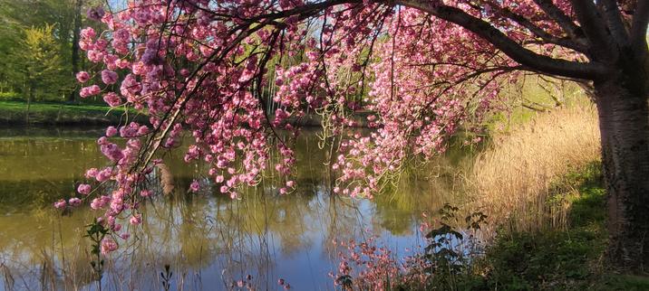 Branche d’un cerisier en fleurs roses surplombant un étang calme, sous un ciel bleu. L’eau reflète les fleurs, les roseaux et les arbres alentours dans une lumière printanière douce.
