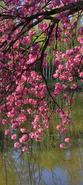 Zoom sur une grappe de fleurs roses éclatantes suspendues à une branche, avec en arrière-plan une forêt verdoyante et baignée de lumière.