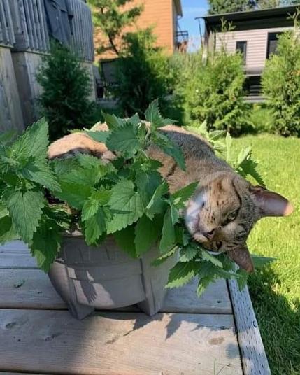 ALT

Gato durmiendo en maceta